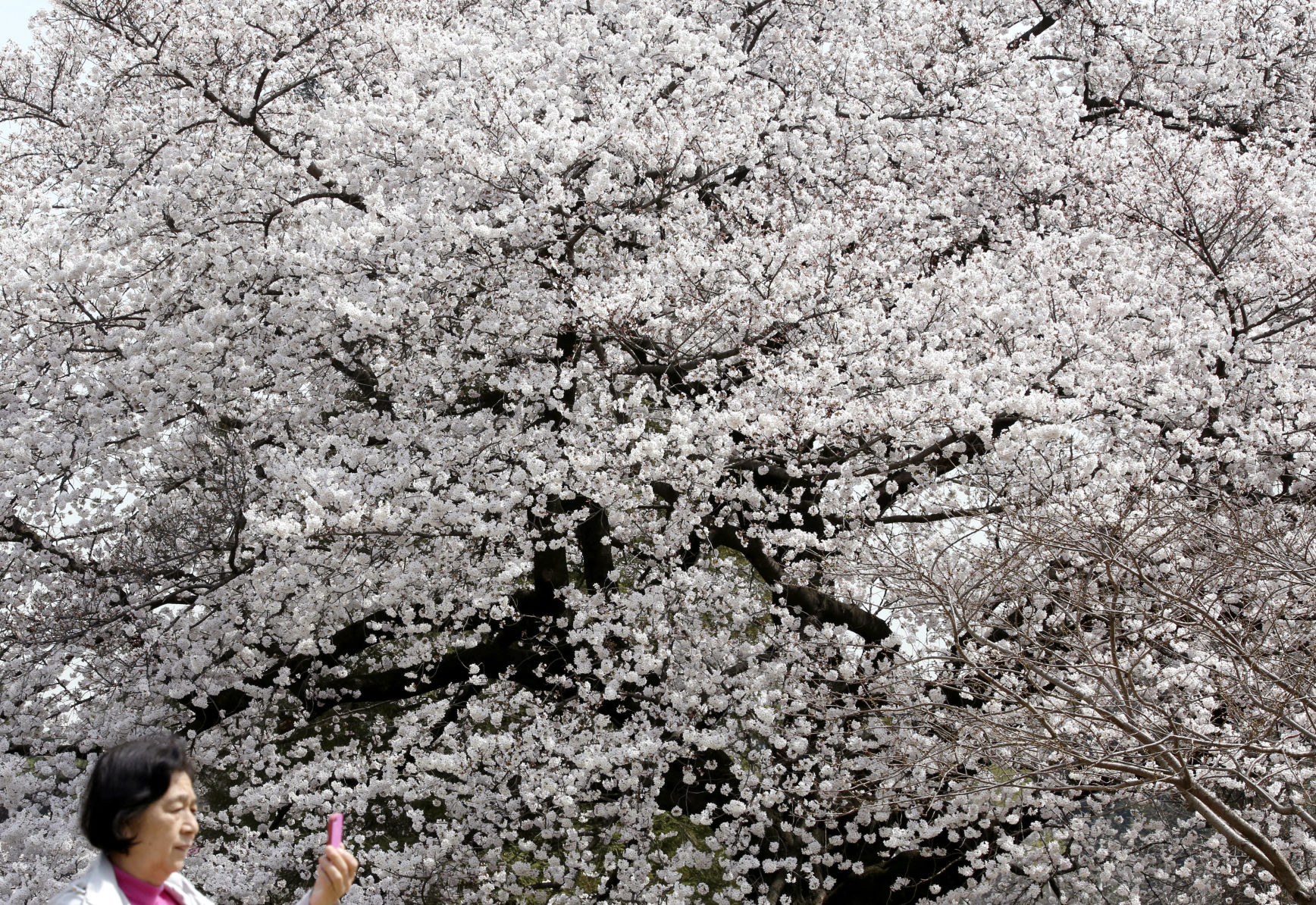 Japan cherry blossoms